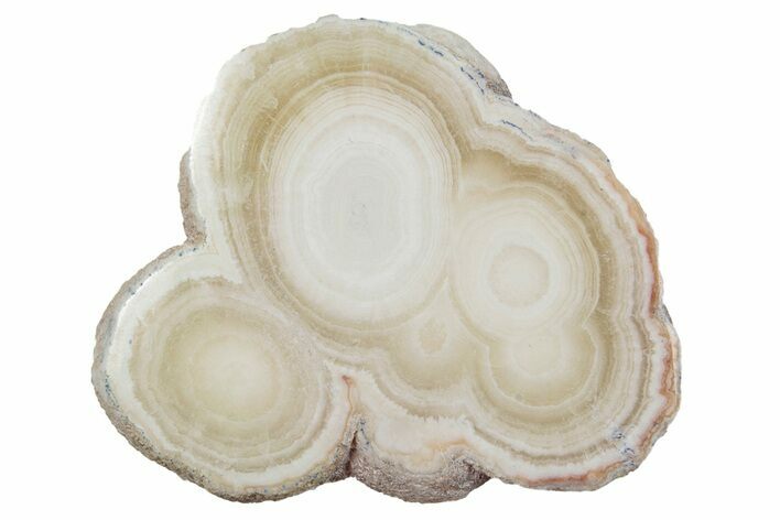 Polished Aragonite Stalactite Slice - Morocco #255347